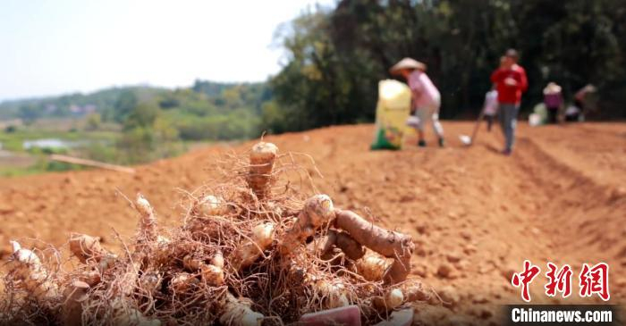 农户正在种植玉竹。陶冶 摄