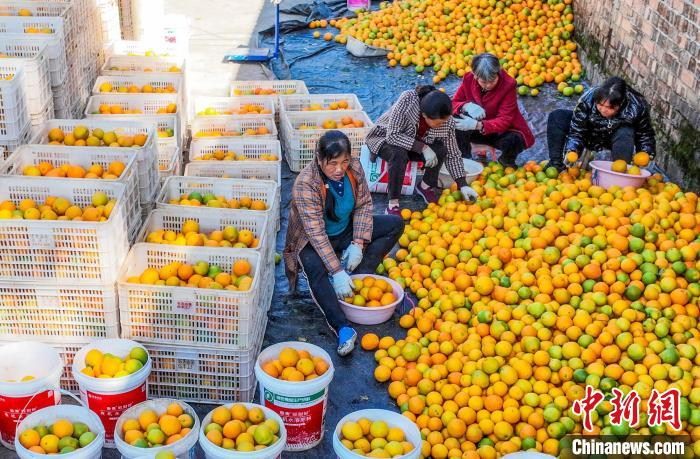 果农正在选果。道县县委宣传部供图