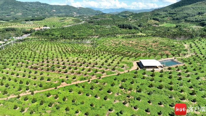 　　乐东黎族自治县志仲镇保国农场榴莲种植基地。记者 马子涛摄