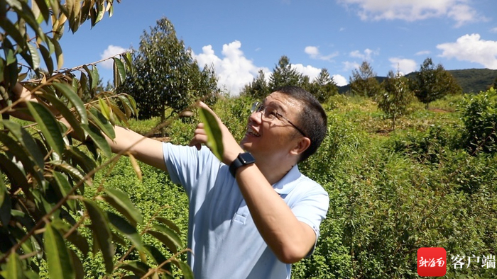 　　蔡贵山正在查看榴莲树。记者 马子涛摄