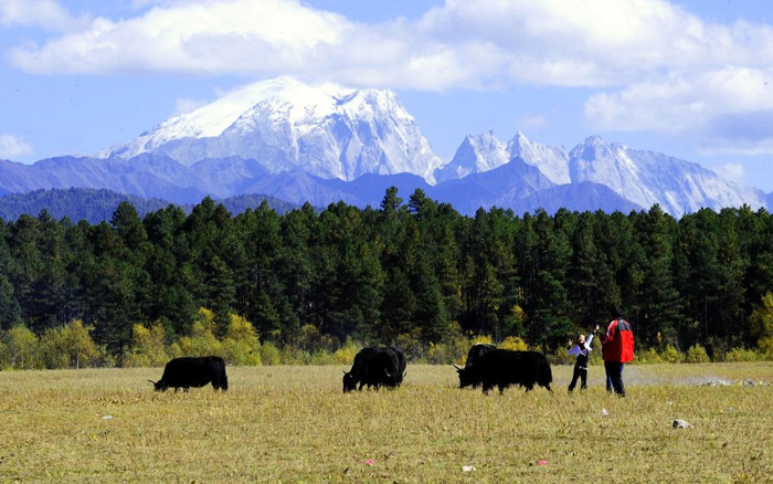 　　香格里拉哈巴雪山下，游人和牦牛合影。