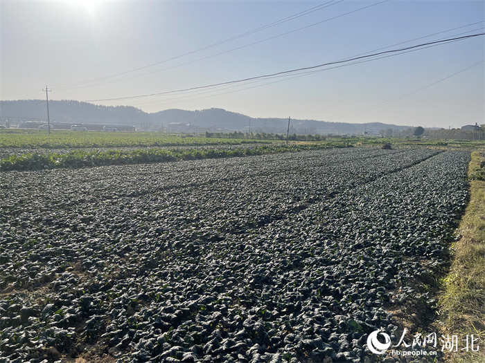 随州特色农产品“泡泡青”。人民网记者 周倩文摄