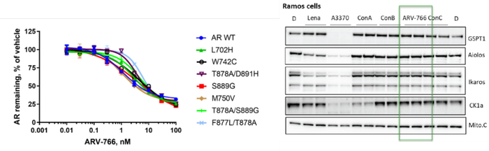 图3. ARV766的降解活性