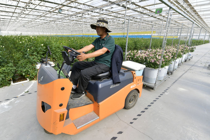在兰州新区现代农业示范园花卉产业基地，工人使用转运车转运采摘的玫瑰（8月1日 摄）。新华每日电讯记者 范培珅 摄