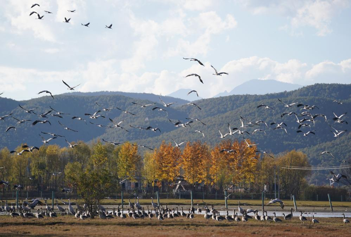 　　候鸟在拉市海湿地栖息、飞翔。