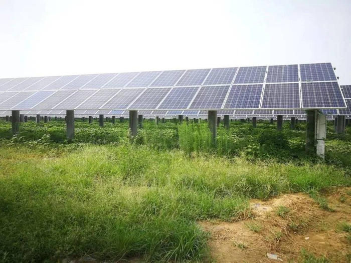 山东中部某县的果园和耕地被征用后用于发展光伏农业，征用后部分土地已经撂荒，长满了野草。图片：食通社读者