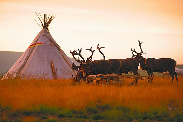 图片说明2：亚马尔-涅涅茨自治区的北极鹿