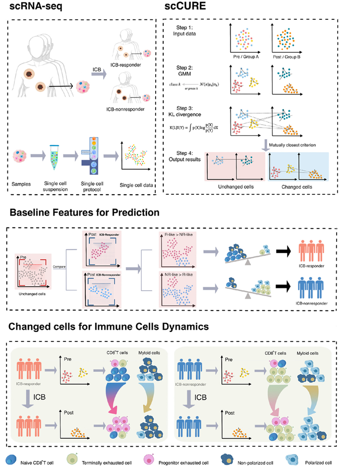 图1. scCURE流程图。
