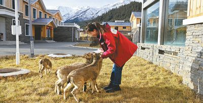 张玉珍喂养岩羊。受访者供图