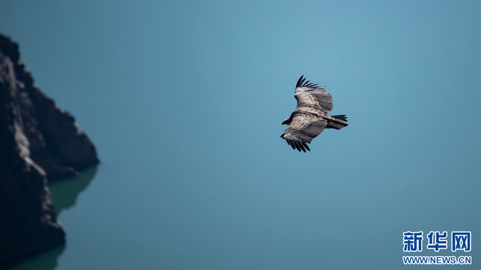 龙羊大峡谷内，一只兀鹫飞过。新华网 潘彬彬 摄
