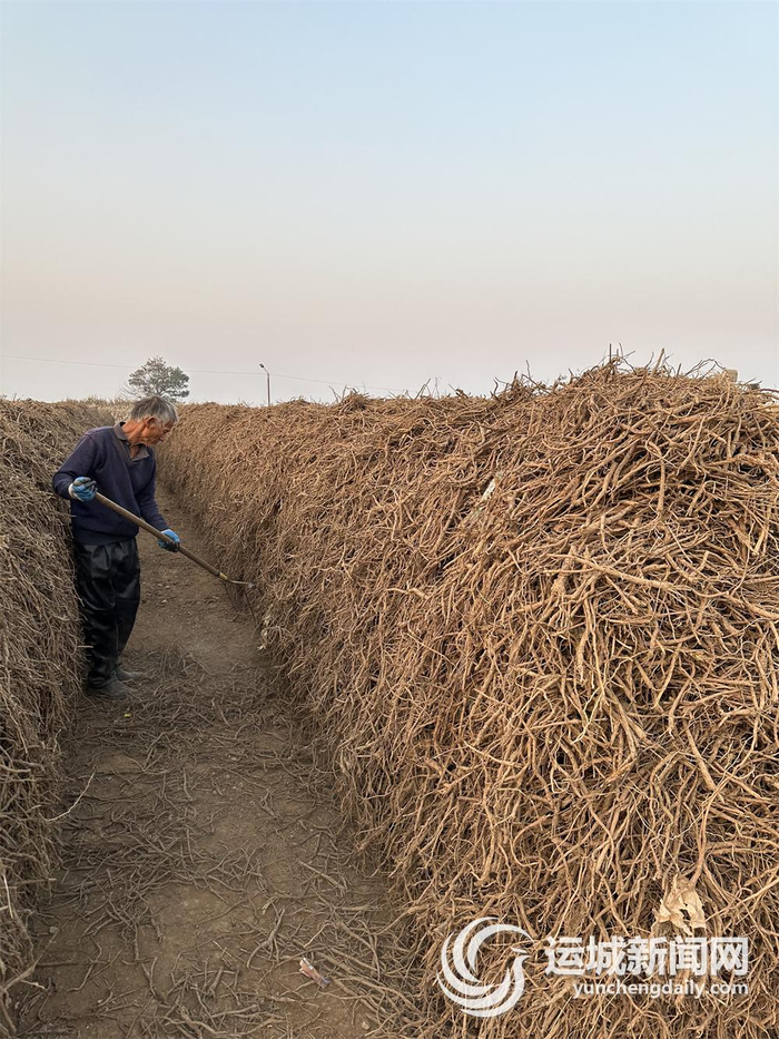 在山西亚翠中药材有限公司，工人在码垛晒好的黄芩。记者 朱姝 摄