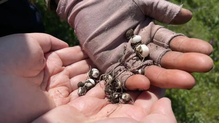 （图源：中国企业家杂志）