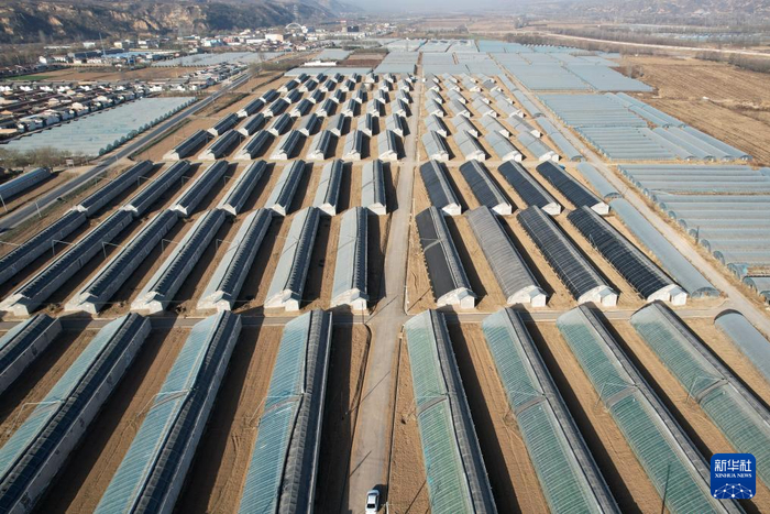 6969这是11月26日在泾川县拍摄的泾汭河川区万亩设施蔬菜产业园