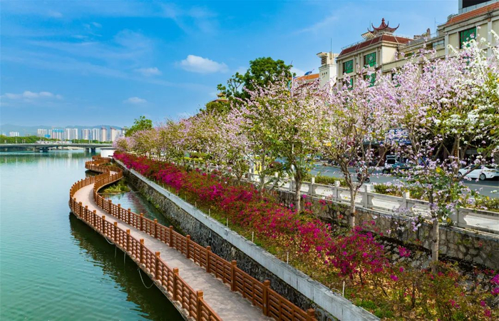 ▲河源市区新丰江两岸，市花簕杜鹃与宫粉紫荆盛开正艳。