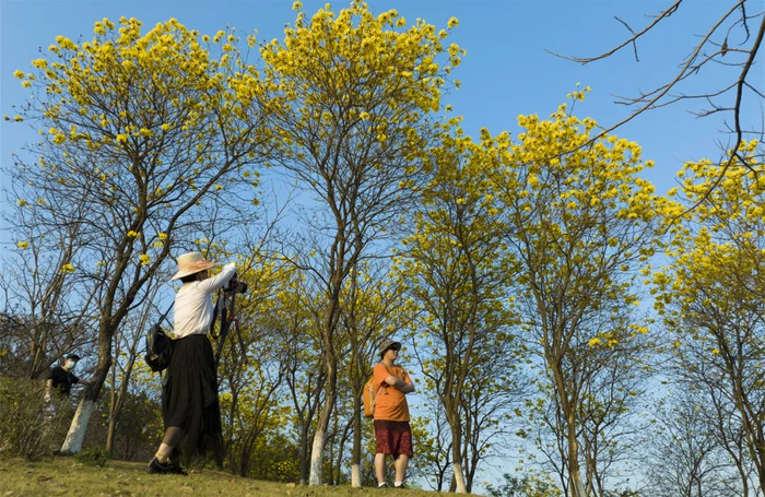 ▲风铃木开花惹人醉