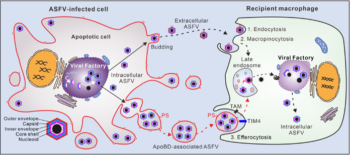 Fig.3 ASFV利用凋亡小体胞间传播的模式图