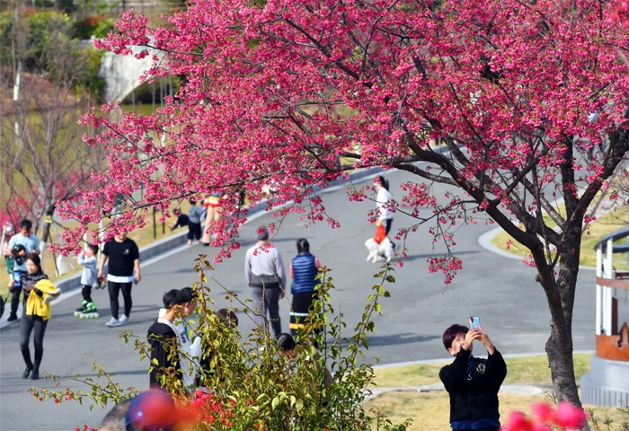 ▲河源客家文化公园的浪漫樱花