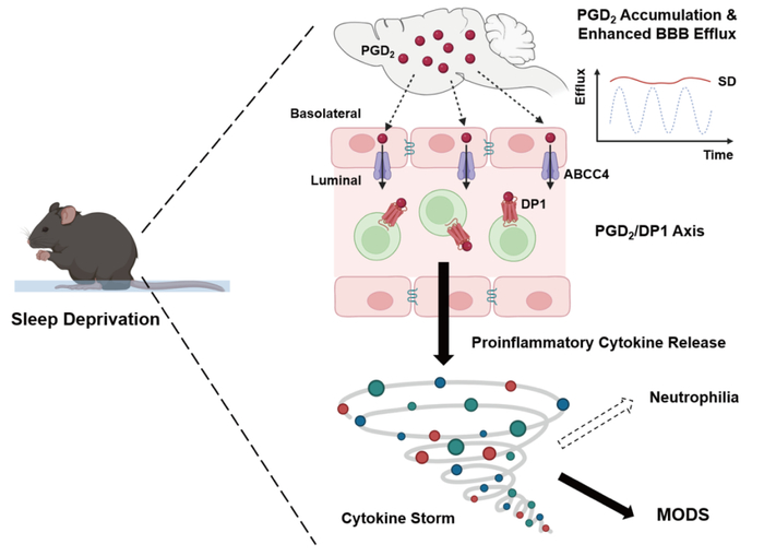 图2 睡眠剥夺导致细胞因子风暴的通路模型