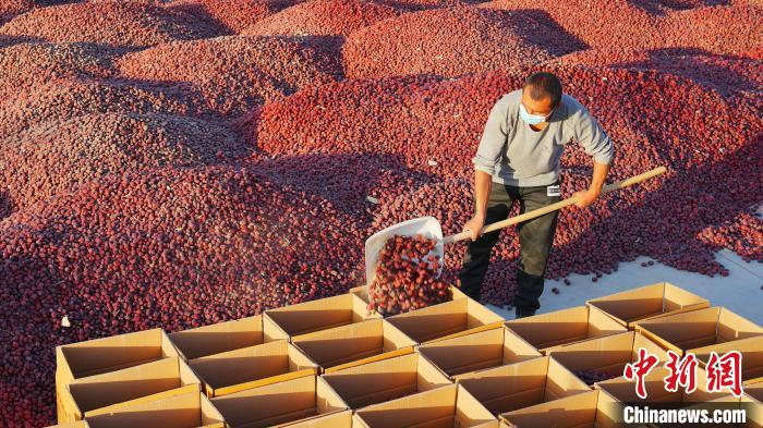 枣农将采摘下来的红枣装箱。若羌县融媒体中心 　供图