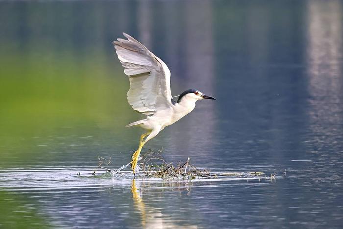 EOS R5+RF800mm F11 IS STM