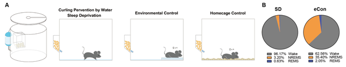 图1Curling Prevention by Water睡眠剥夺系统