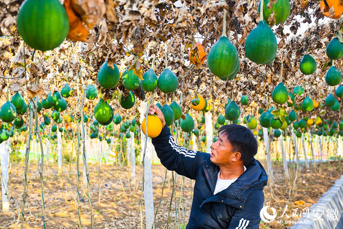 杨智在种植基地采摘成熟的瓜蒌。人民网记者 周坤摄