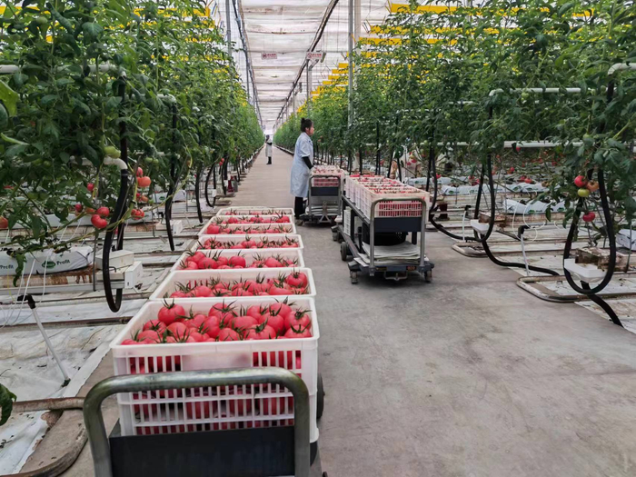 植物工厂的无土栽培西红柿 澎湃新闻记者 谭君 图