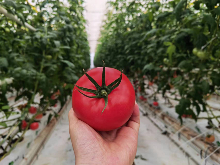 植物工厂的无土栽培西红柿 澎湃新闻记者 谭君 图