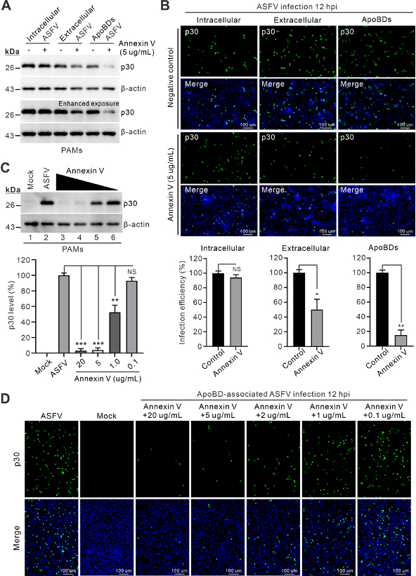 Fig.2 凋亡小体介导的ASFV感染依赖于吞噬信号
