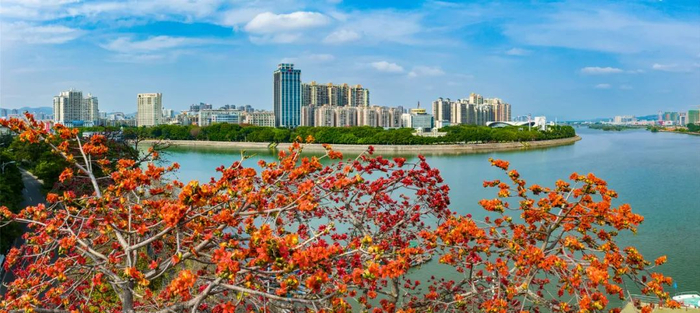 ▲河源市区木棉花开