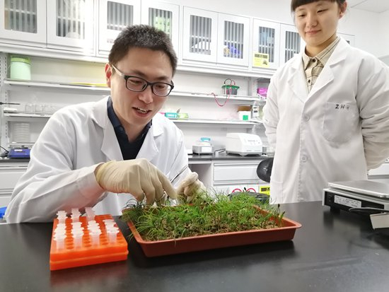 钮世辉在实验室，对中国松幼苗进行根的遗传转化。受访者供图