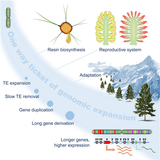 《细胞》杂志发表论文的插图，展示了中国松基因组扩张的“单程票”和特异的演化风景。受访者供图