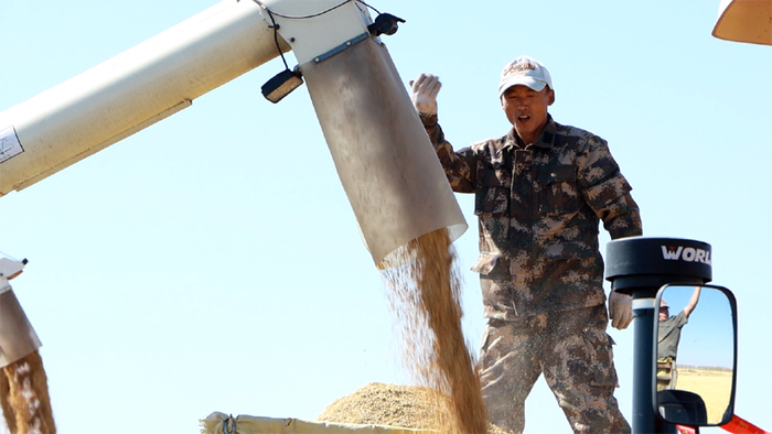 水稻脱粒后装车入仓。