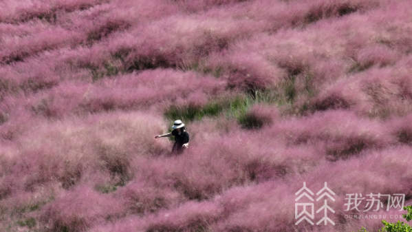 白兔镇伏热花海