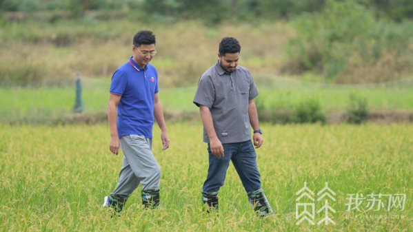 糜志鹏（左）和希姆（右）在戴庄稻田