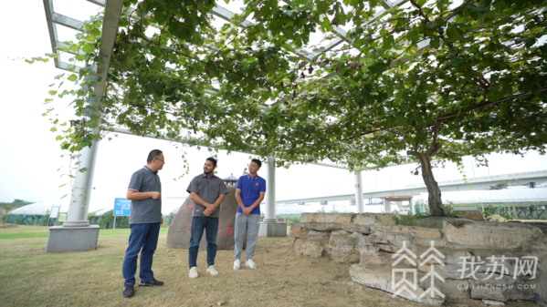 1989年丁庄村种下的第一棵葡萄树