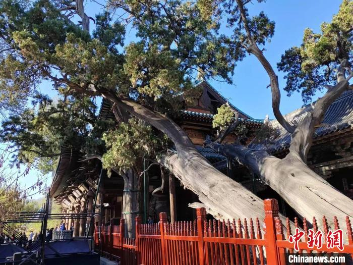 晋祠周柏。高雨晴 摄