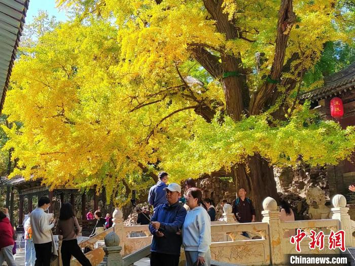 王琼祠两侧，两株500年树龄的银杏树，每年秋季吸引大量游客拍照打卡。高雨晴 摄