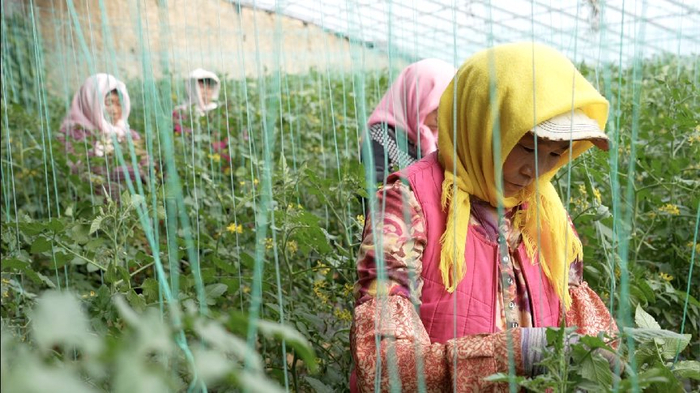 种植釜山88小番茄需要从耕作、底肥、育苗移栽、自然授粉、温湿度管理等方面精心打理。 薛童 | 摄