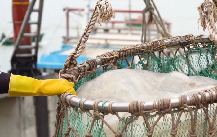 吴川渔民正将海蜇转移上岸。受访者供图