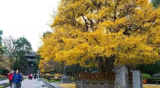 ▲张松银杏 摄/水灵妹