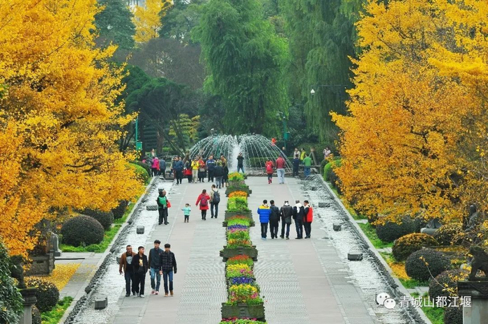 ▲堰功道旁两排银杏高而挺拔 图源：青城山都江堰