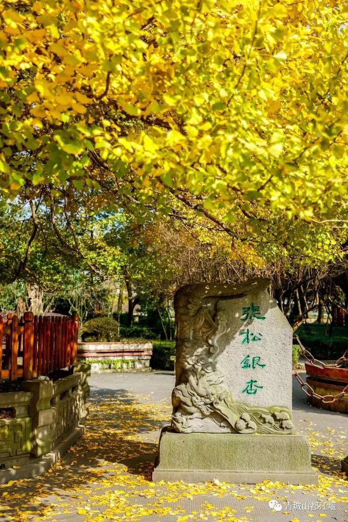 ▲张松银杏 图源：青城山都江堰