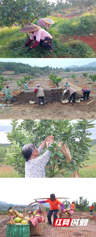 人工除草、施有机肥、柚子套袋，优品园出优品。