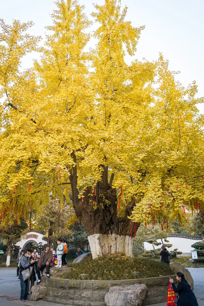 ▲百花潭公园的唐代银杏 图源：成都公园城市