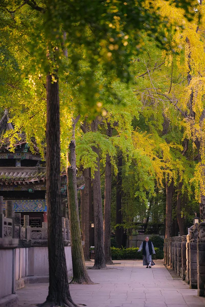▲文殊院内的银杏树 摄/沉沉