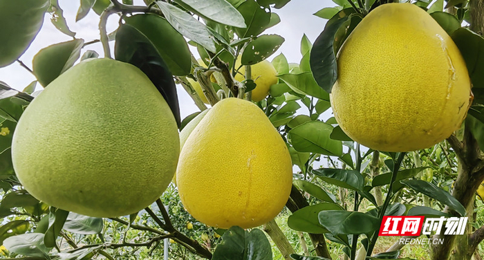 临武县：柚类最适宜种植区。