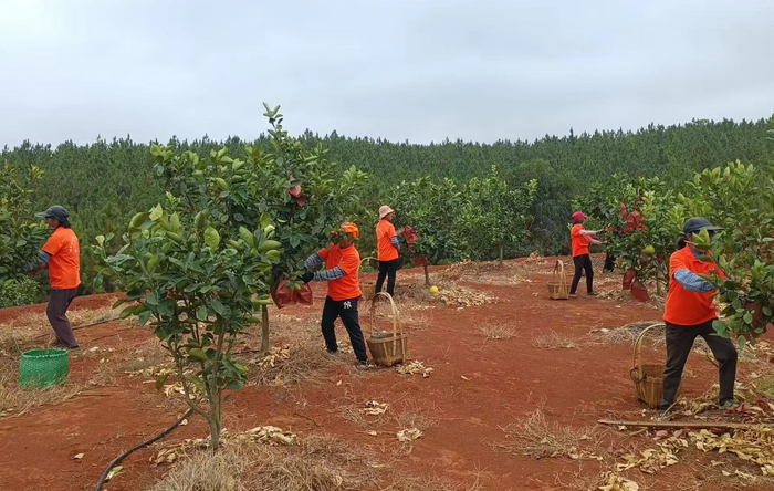 不负青山，柚子满山。