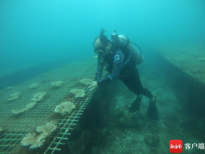 王爱民教授检查珊瑚种植情况。受访者供图