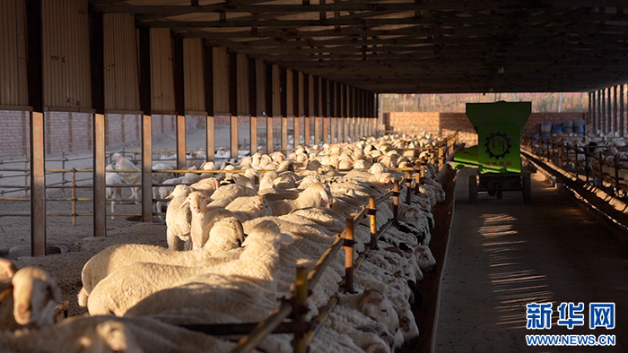 闽楠滩羊养殖场。新华网（林晨 摄）